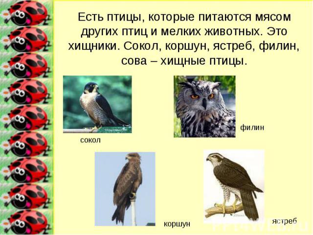 Есть птицы, которые питаются мясом других птиц и мелких животных. Это хищники. Сокол, коршун, ястреб, филин, сова – хищные птицы.