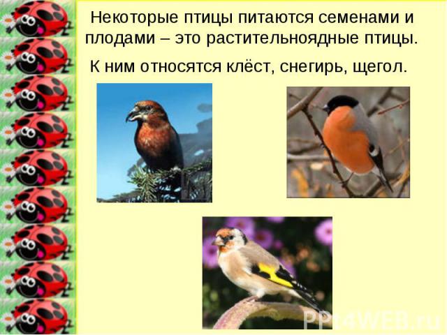 Некоторые птицы питаются семенами и плодами – это растительноядные птицы. К ним относятся клёст, снегирь, щегол.