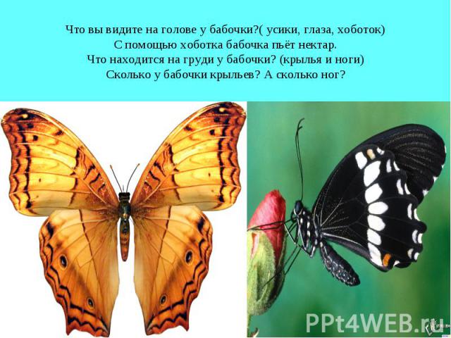 Что вы видите на голове у бабочки?( усики, глаза, хоботок) С помощью хоботка бабочка пьёт нектар. Что находится на груди у бабочки? (крылья и ноги) Сколько у бабочки крыльев? А сколько ног?