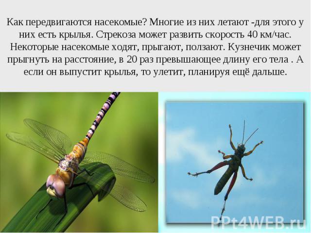 Как передвигаются насекомые? Многие из них летают -для этого у них есть крылья. Стрекоза может развить скорость 40 км/час. Некоторые насекомые ходят, прыгают, ползают. Кузнечик может прыгнуть на расстояние, в 20 раз превышающее длину его тела . А ес…