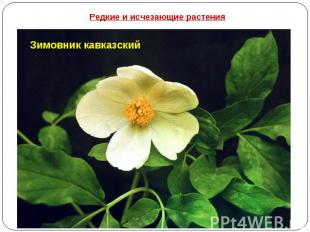Редкие и исчезающие растения Зимовник кавказский