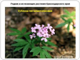 Редкие и исчезающие растения Краснодарского края Зубянка пятилисточковая