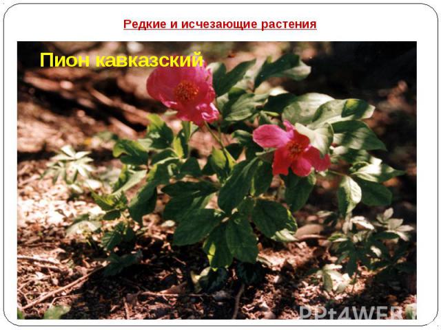 Редкие и исчезающие растения Пион кавказский