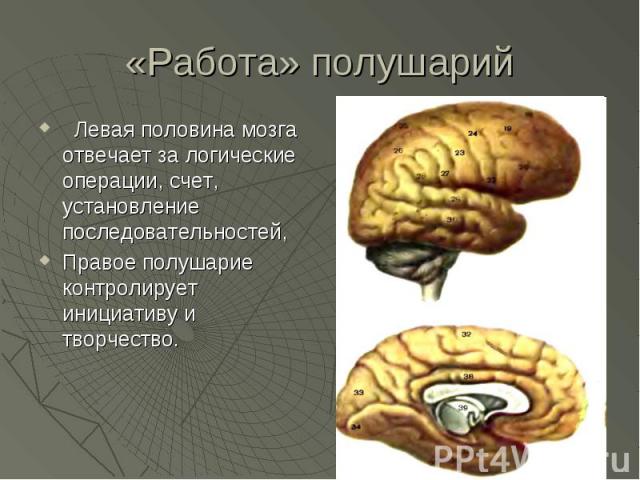 «Работа» полушарий Левая половина мозга отвечает за логические операции, счет, установление последовательностей, Правое полушарие контролирует инициативу и творчество.