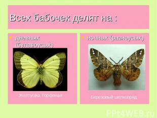 Всех бабочек делят на : дневных (булавоусых) ночных (разноусых)