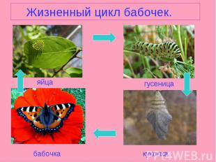 Жизненный цикл бабочек.