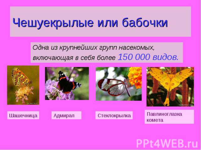 Чешуекрылые или бабочки Одна из крупнейших групп насекомых, включающая в себя более 150 000 видов.
