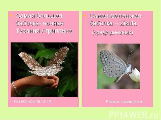 Самая большая бабочка- ночная Тизания Агриппина Самая маленькая бабочка – Zizula (среди дневных)