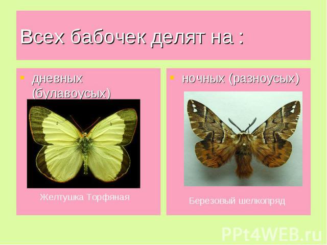 Развитие бабочки схема 3 класс окружающий мир