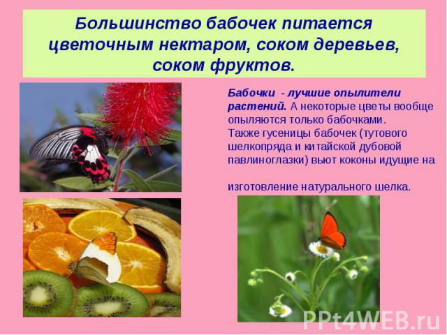 Большинство бабочек питается цветочным нектаром, соком деревьев, соком фруктов.Бабочки - лучшие опылители растений. А некоторые цветы вообще опыляются только бабочками. Также гусеницы бабочек (тутового шелкопряда и китайской дубовой павлиноглазки) в…