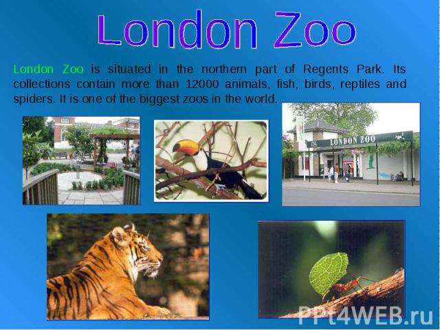London Zoo London Zoo is situated in the northern part of Regents Park. Its collections contain more than 12000 animals, fish, birds, reptiles and spiders. It is one of the biggest zoos in the world.