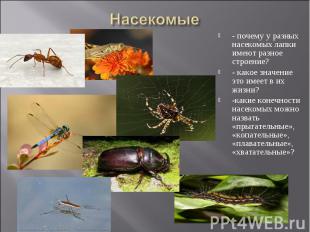 Насекомые- почему у разных насекомых лапки имеют разное строение? - какое значен