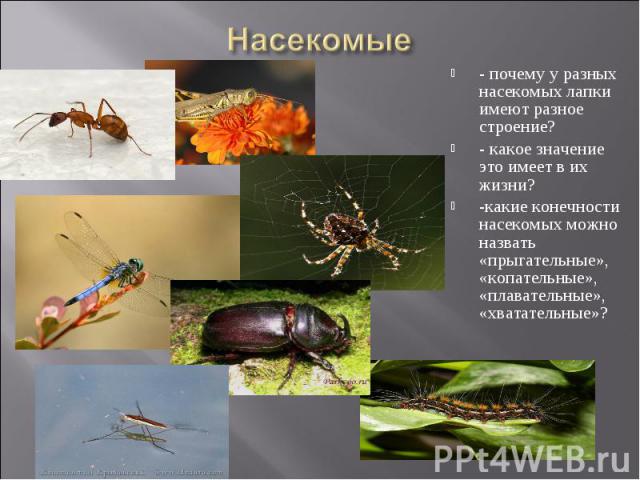 Насекомые- почему у разных насекомых лапки имеют разное строение? - какое значение это имеет в их жизни? -какие конечности насекомых можно назвать «прыгательные», «копательные», «плавательные», «хватательные»?