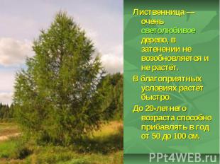Лиственница — очень светолюбивое дерево, в затенении не возобновляется и не раст