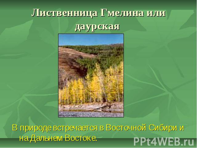 Лиственница Гмелина или даурская В природе встречается в Восточной Сибири и на Дальнем Востоке.