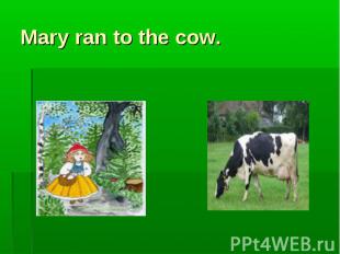 Mary ran to the cow.