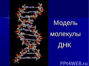 Модель молекулы ДНК