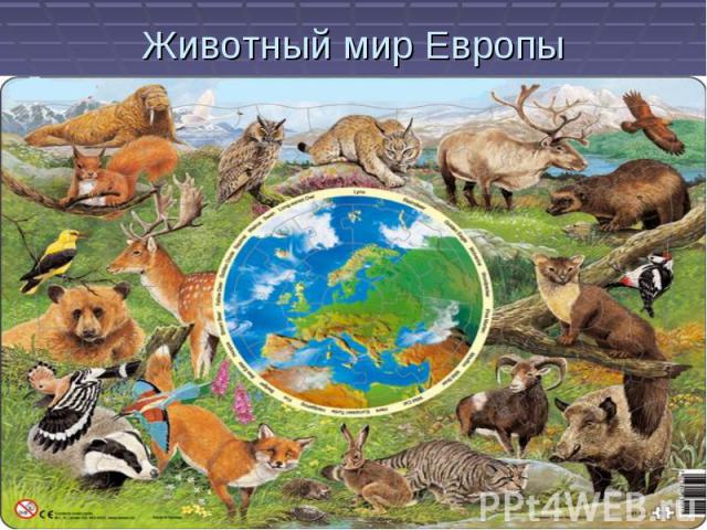 Животный мир Европы