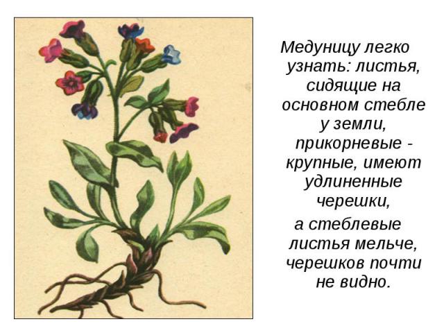 Медуницу легко узнать: листья, сидящие на основном стебле у земли, прикорневые - крупные, имеют удлиненные черешки, а стеблевые листья мельче, черешков почти не видно.