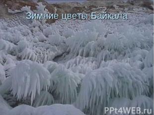 Зимние цветы Байкала