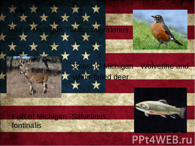 Bird of Michigan-Turdus migratorius Beast of Michigan - Wolverine and white-tailed deer Fish of Michigan -Salvelinus fontinalis