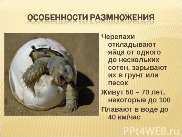 особенности размножения Черепахи откладывают яйца от одного до нескольких сотен, зарывают их в грунт или песок Живут 50 – 70 лет, некоторые до 100 Плавают в воде до 40 км/час