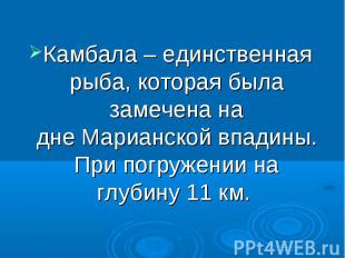 Камбала – единственная рыба, которая была замечена на дне Марианской впадины. Пр