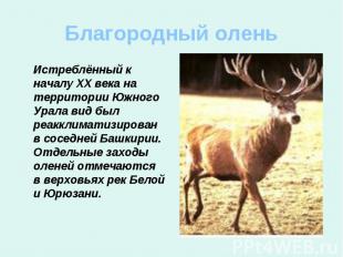 Благородный олень Истреблённый к началу ХХ века на территории Южного Урала вид б