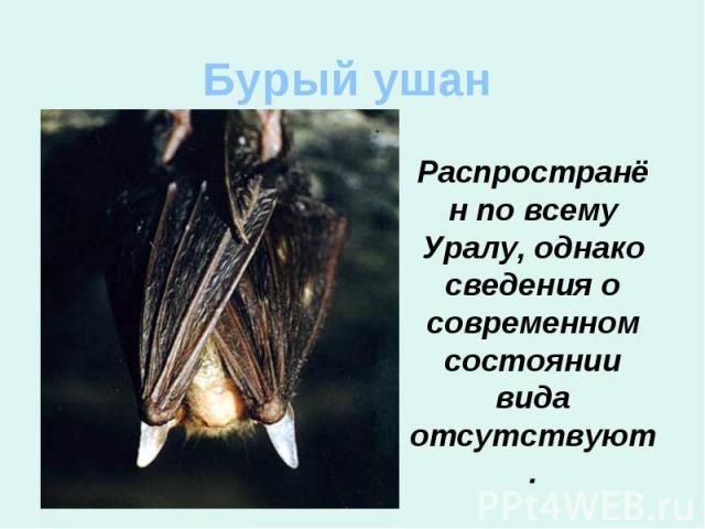 Бурый ушан Распространён по всему Уралу, однако сведения о современном состоянии вида отсутствуют.