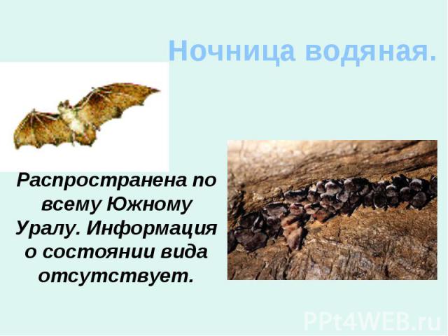 Ночница водяная. Распространена по всему Южному Уралу. Информация о состоянии вида отсутствует.