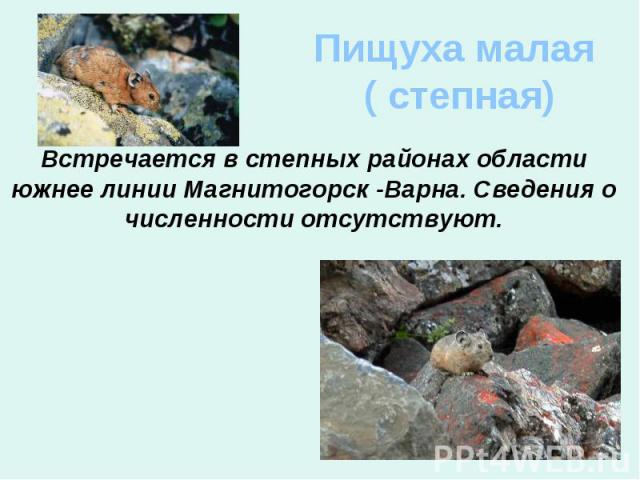 Пищуха малая ( степная) Встречается в степных районах области южнее линии Магнитогорск -Варна. Сведения о численности отсутствуют.