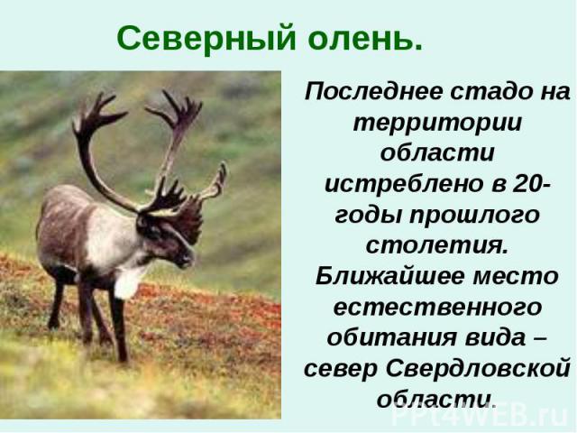 Северный олень. Последнее стадо на территории области истреблено в 20-годы прошлого столетия. Ближайшее место естественного обитания вида – север Свердловской области.