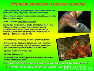 Нервная система и органы чувств Нервная система у головоногих моллюсков наиболее