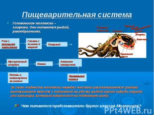Пищеварительная система Головоногие моллюски – хищники. Они питаются рыбой, рако