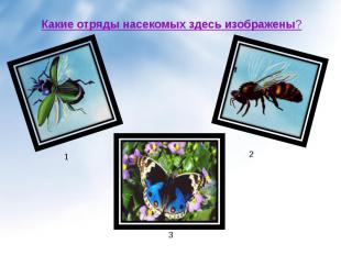 Какие отряды насекомых здесь изображены?