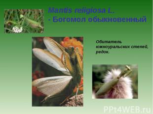 Mantis religiosa L. - Богомол обыкновенный Обитатель южноуральских степей, редок