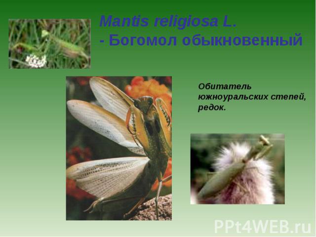 Mantis religiosa L. - Богомол обыкновенный Обитатель южноуральских степей, редок.