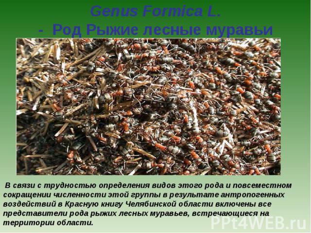 Genus Formica L. -  Род Рыжие лесные муравьи  В связи с трудностью определения видов этого рода и повсеместном сокращении численности этой группы в результате антропогенных воздействий в Красную книгу Челябинской области включены все представители р…