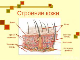 Строение кожиДерма Нервные окончания Кровеносные сосуды Волос Потовые железы Эпи