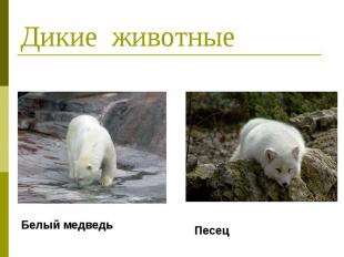 Дикие животные Белый медведь Песец
