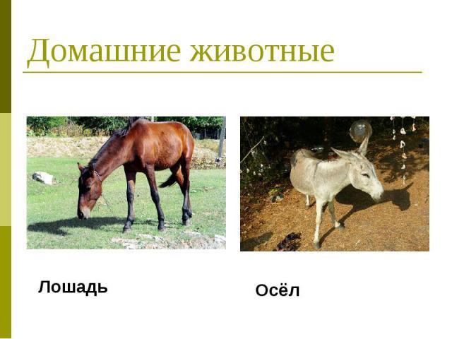 Домашние животные Лошадь Осёл