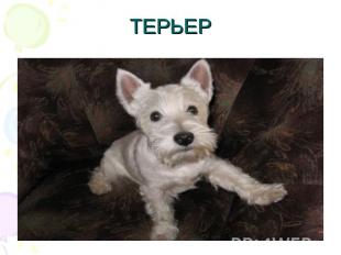 ТЕРЬЕР