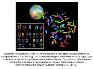 Каждая из 23 хромосом может быть покрашена в свой цвет.Каждая хромосома прокраши