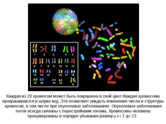 Каждая из 23 хромосом может быть покрашена в свой цвет.Каждая хромосома прокрашивается в штрих код .Это позволяет увидеть изменение числа и структуры хромосом, в том числе при опухолевых заболеваниях. Опухолевые заболевания почти всегда связаны с пе…