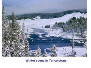 Winter scene in Yellowstone
