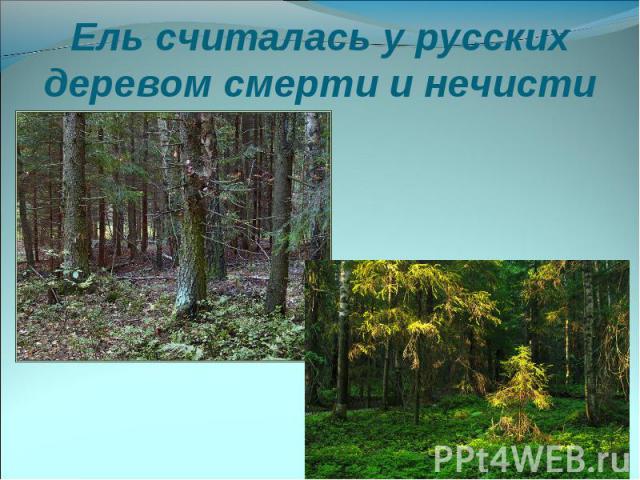 Ель считалась у русских деревом смерти и нечисти
