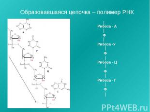 Образовавшаяся цепочка – полимер РНК Рибоза - А Ф Рибоза -У Ф Рибоза - Ц Ф Рибоз