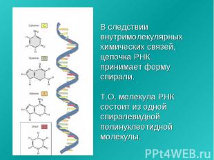 В следствии внутримолекулярных химических связей, цепочка РНК принимает форму сп