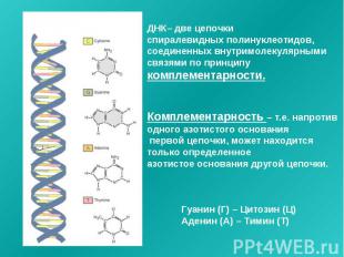 ДНК– две цепочки спиралевидных полинуклеотидов, соединенных внутримолекулярными