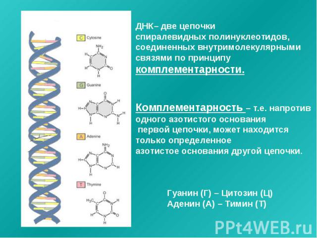 ДНК– две цепочки спиралевидных полинуклеотидов, соединенных внутримолекулярными связями по принципу комплементарности. Комплементарность – т.е. напротив одного азотистого основания первой цепочки, может находится только определенное азотистое основа…